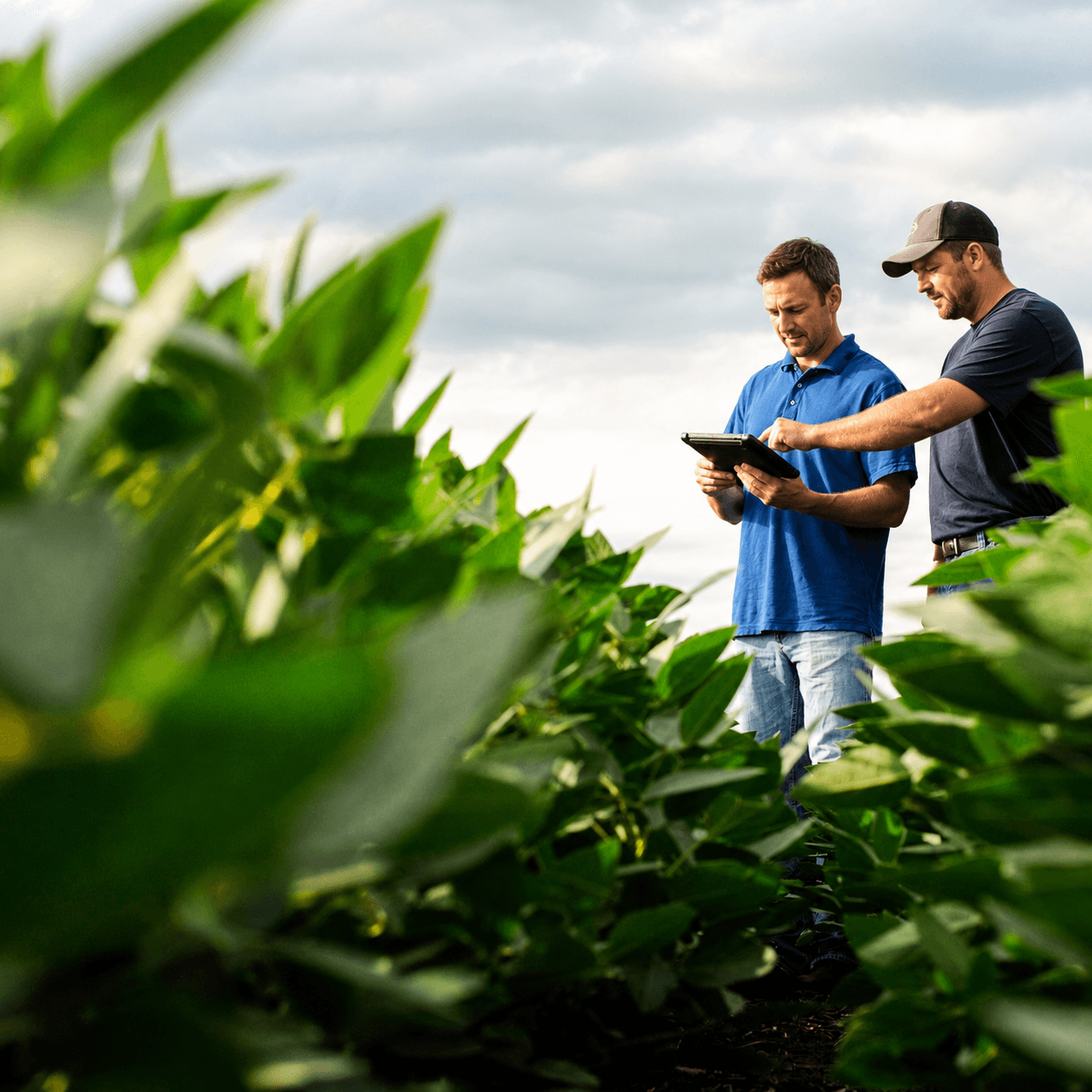 Fazenda e produção agrícola em Iowa